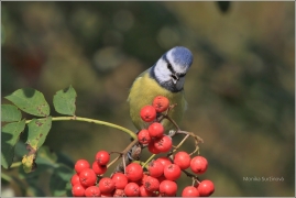 <p>SÝKORA MODŘINKA (Cyanistes caeruleus) /Eurasian blue tit - Blaumeise/</p>